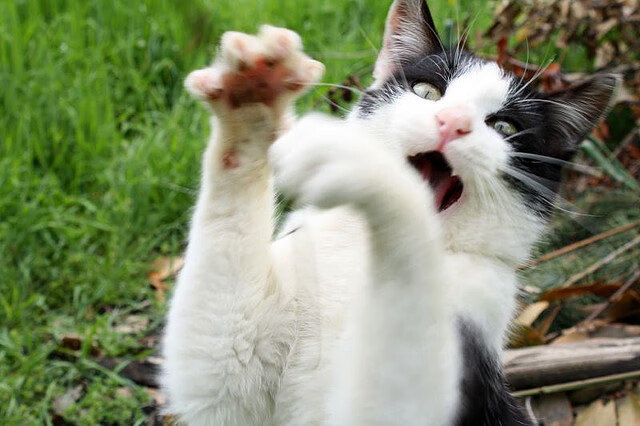 怒吼的罗德里，几内亚关键战中冲破亚特兰大铁壁的突围之路