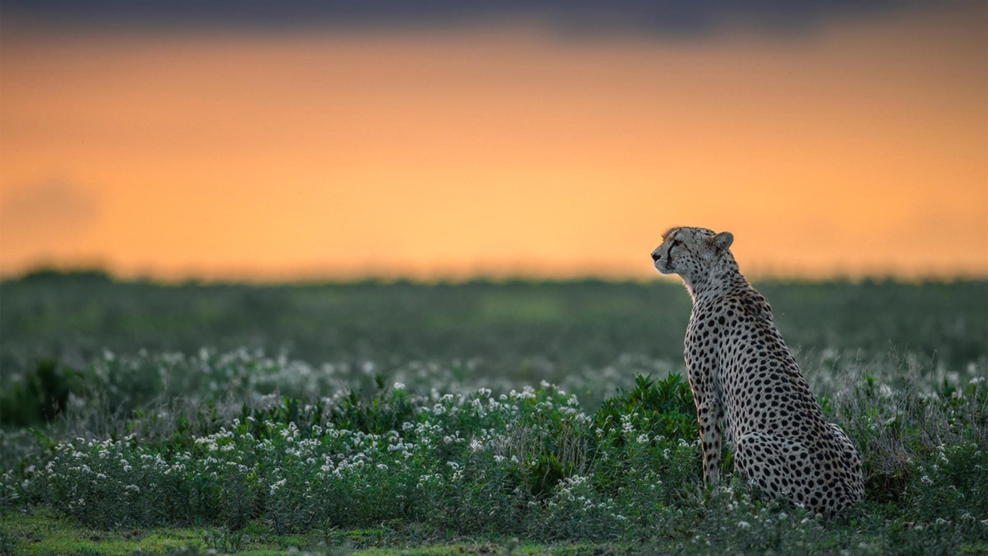 残酷竞技场，范弗利特硬仗音符与骑士铁壁绝境的唯一证词