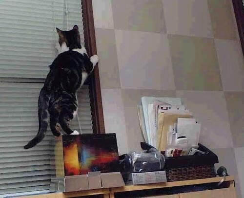 美欧争霸前哨战，绿军铁血防守窒息掘金，奥运周期的战术预演