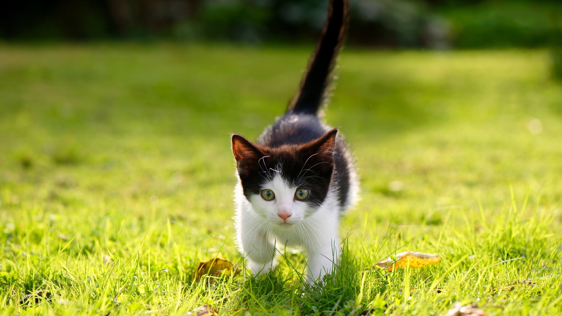 当突尼斯轻取丹麦，在篮球圣殿，见证一场超越地域的NBA式奇迹