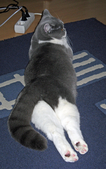 灵光一现与精密齿轮，基耶萨的星光为何照不进拉齐奥的丹麦工厂？