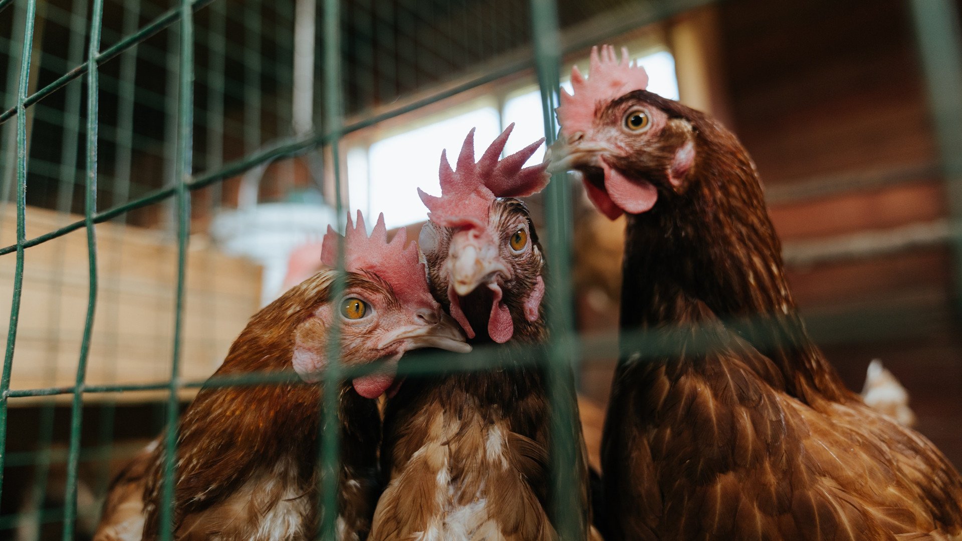 锡安控场如精密的节奏大师，公牛单节风暴拉开湖人深渊