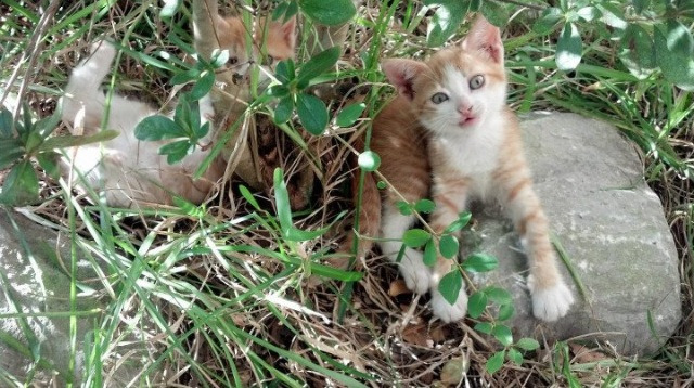 当火箭升空遇到篮网，范弗利特的手术刀式冠军表现